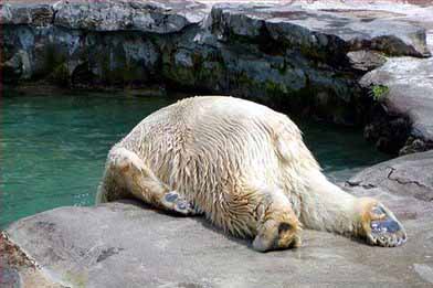 funny-tired-pictures